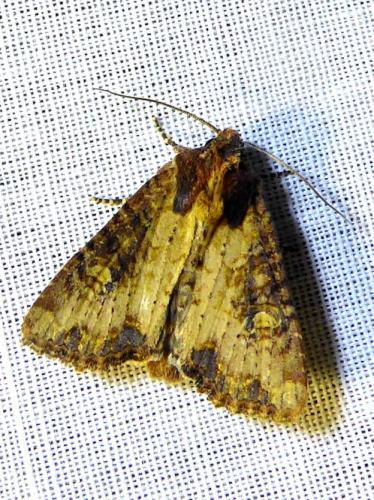 Réf. 305 042 : Mesapamea sp.